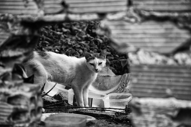 Elhagyott macskák utca - Fotó, kép