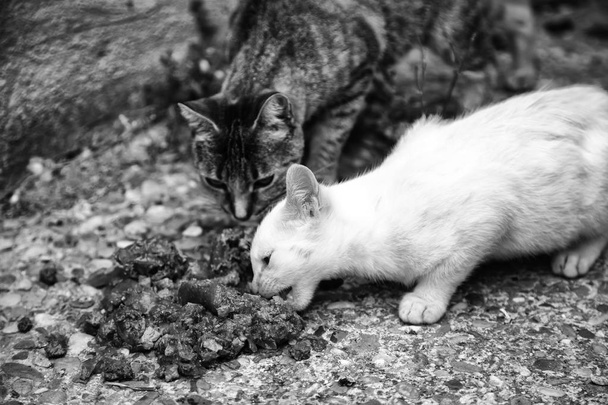 Straßenkatzen essen - Foto, Bild