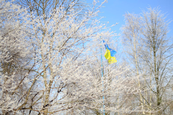 Ukrayna 'nın ulusal sarı-mavi bayrağını donla kaplı ağaçların arka planında sallayan sırıkla - Fotoğraf, Görsel