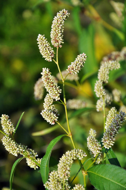Weeds of Persicaria lapathifolia grow in the field - Photo, Image