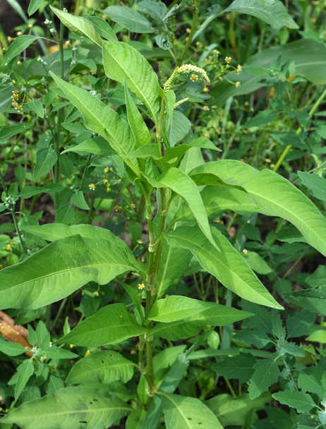 Weeds of Persicaria lapathifolia grow in the field - Photo, Image