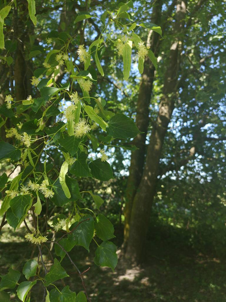 Lindenblüten mitten im Sommer - Foto, Bild
