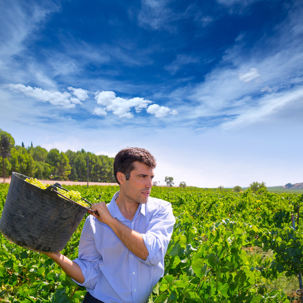 chardonnay harvesting with harvester farmer winemaker - Valokuva, kuva