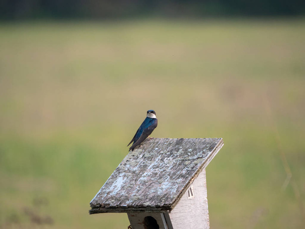 Schuur zwaluw kijkt rond vanuit de vogelbox op de prairie. - Foto, afbeelding