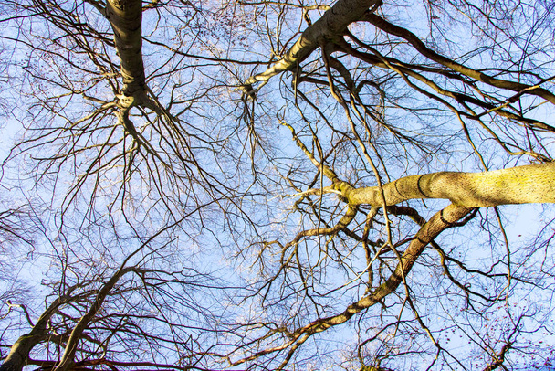 Верхівки дерев з кількох букових дерев у сабабурзькому первісному лісі в сонячний день у січні. - Фото, зображення