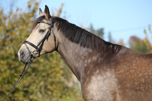 portrét nice Kinského koně s uzdu na podzim - Fotografie, Obrázek