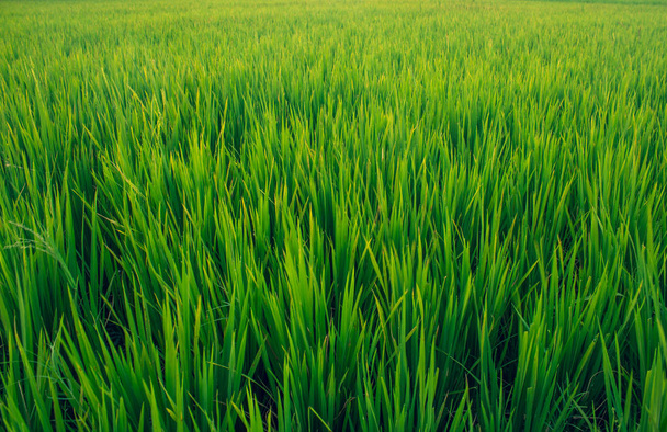 Живописный вид на рисовые поля, Тамил Наду, Индия. Зеленое поле рисовых культур
. - Фото, изображение