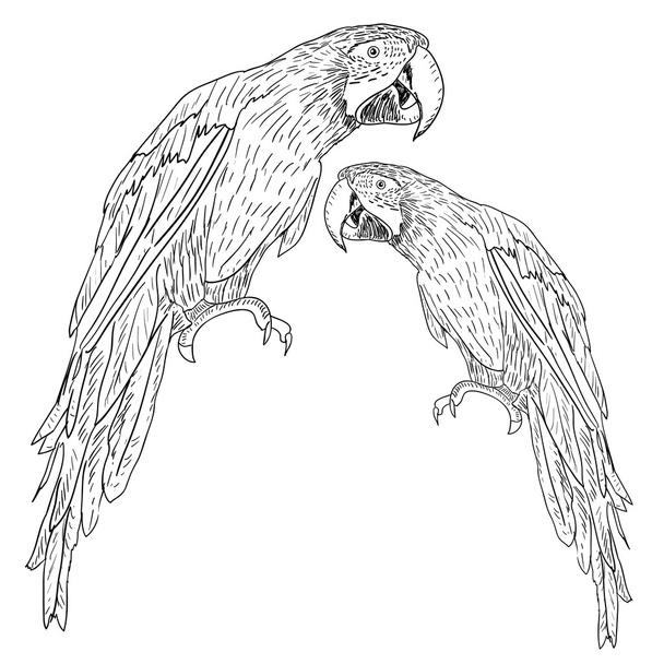macaws. vectorillustratie. - Vector, afbeelding