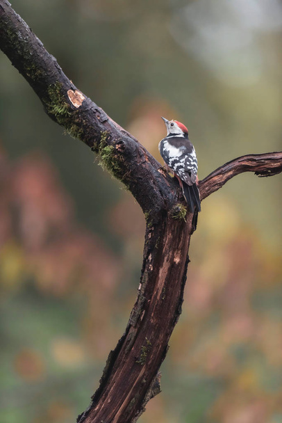 Great spotted woodpecker in a tree in autumn woods. - Fotoğraf, Görsel