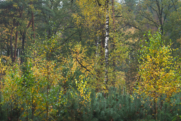 Bosque con follaje de color amarillo a principios de otoño
. - Foto, imagen