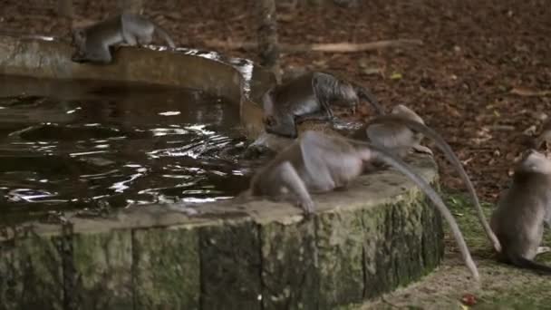Gruppe schöner wilder Affen, die Wasser aus einem Teich im tropischen Affenwald trinken. Insel Bali - Filmmaterial, Video