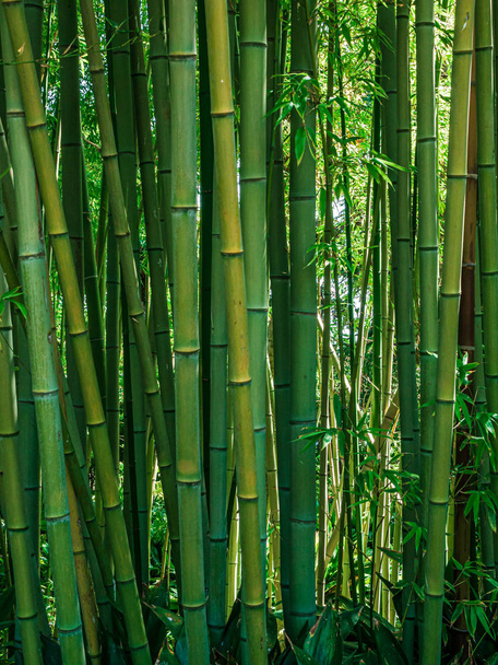 Bambu erdő a kertben - Fotó, kép
