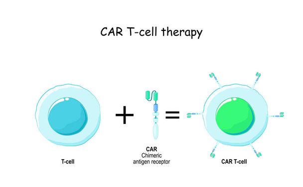 T cell and Chimeric antigen receptor (CAR). - Vector, Image