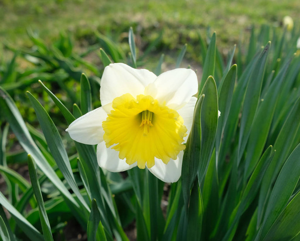 květ narcisu - Fotografie, Obrázek