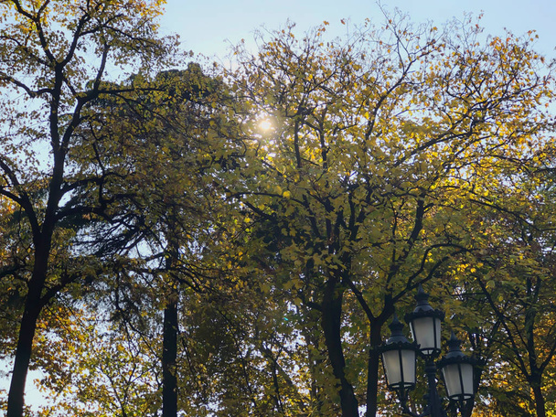 Dried leaves on a tree on the background of the park, autumn in the city - Foto, afbeelding