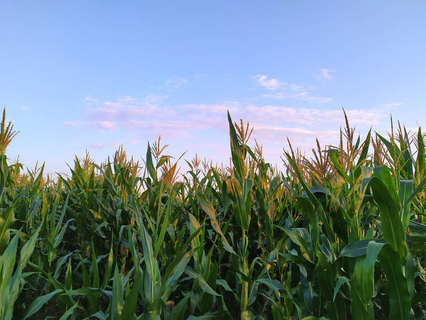 campo de maíz contra el cielo nocturno
 - Foto, Imagen