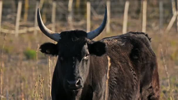 Camargue bulls, Petite Camargue, Gard, Francja - Materiał filmowy, wideo
