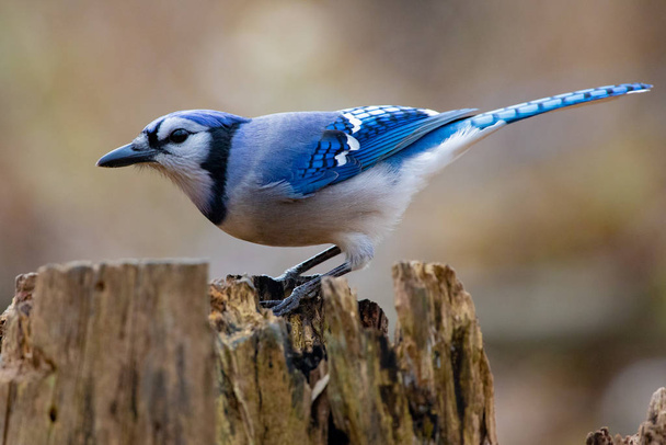 Colourful and Majestic Blue and White Bluejay Perched on a Tree Stump - Foto, imagen