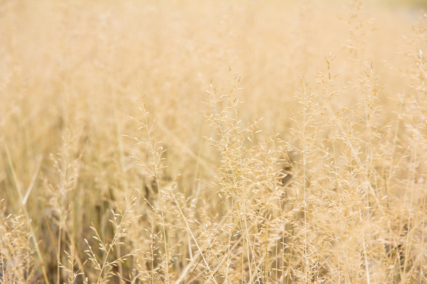 květina hulení trávy světlem slunce - Fotografie, Obrázek