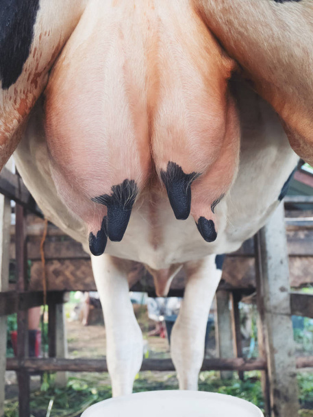 closeup udder milk cow - Foto, Imagem