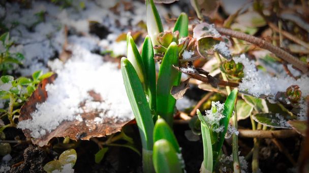 young snowdrop plant with a white bud in early spring in a garden with snow - Photo, Image