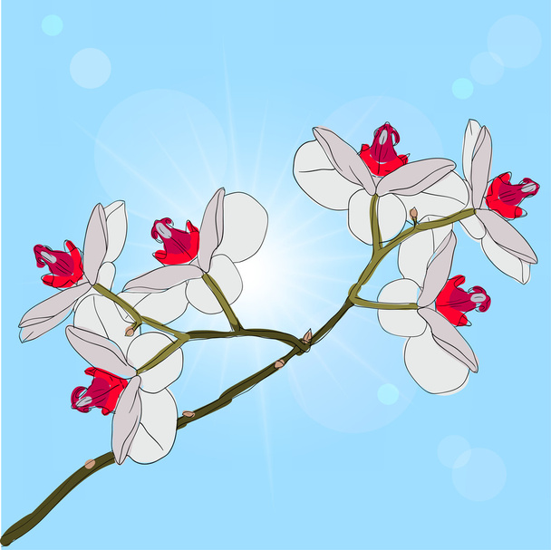 twig blossoming orchids on a background - Vector, Image