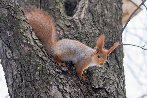 scoiattolo su un albero e la sua casa
 - Foto, immagini