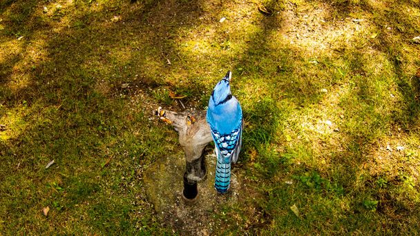 Boven foto van Blue Jay neergestreken op een stomp. - Foto, afbeelding