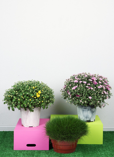 Flowers in pots with boxes on grass on grey background - Foto, imagen