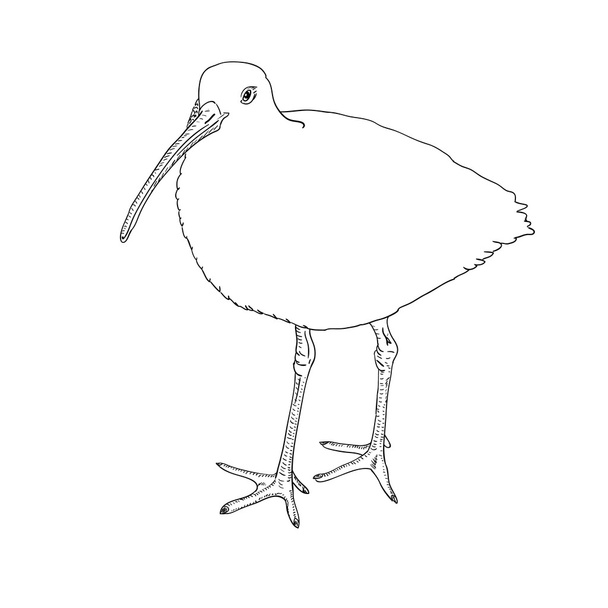 Curlew eurasiático, pájaro. Ilustración vectorial
. - Vector, imagen