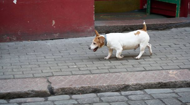 Jack Russel Parson hond lopen naar de camera lage hoek High Speed shot - Foto, afbeelding