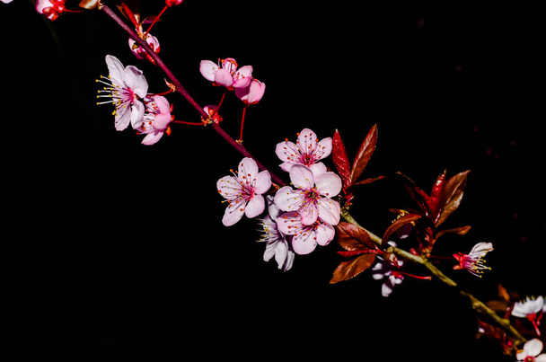 Cherry blossom isolated on natural black background fine art photo - Foto, Imagen