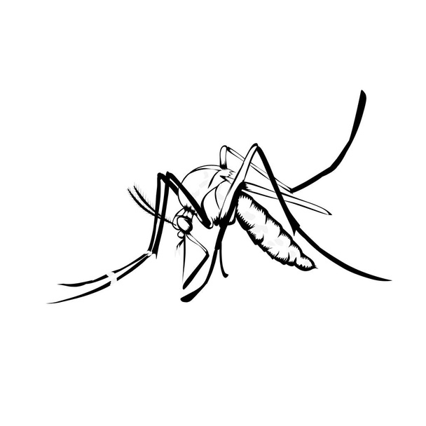 Sketch design of illustration mosquito on White background  - ベクター画像