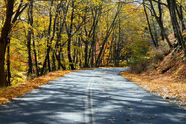 秋の森の中の空のハイウェイ - 写真・画像
