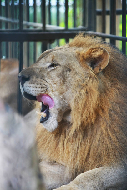 Лев в клітках в зоопарку, крупним планом обличчя
 - Фото, зображення