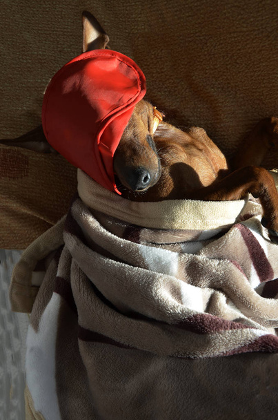 De hond slaapt op een kussen bedekt met een deken. - Foto, afbeelding