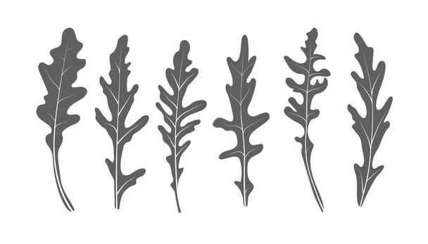 Mix of salad leaves. Set of arugula rucola, rocket salad fresh green leaves isolated on white background. Vector Illustration. - Vector, Image