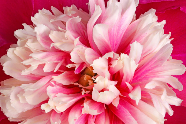 Gros plan d'une fleur de pivoine rose, rouge et blanche remplit le cadre
 - Photo, image