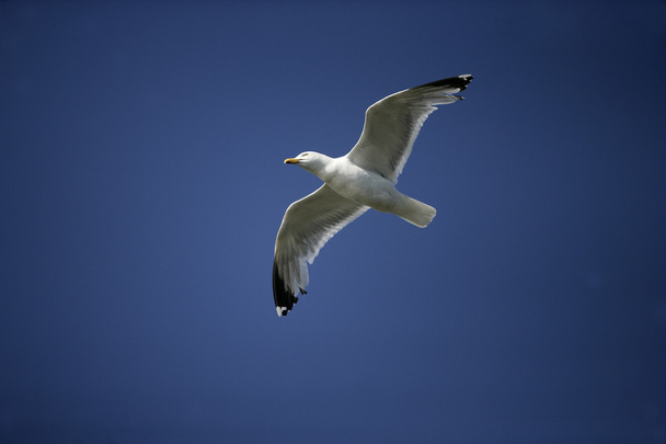 Herring gull, Larus argentatus - Foto, Imagem
