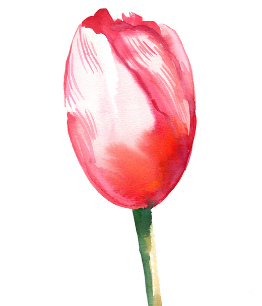 Tulip flower. Watercolor painting - Foto, immagini