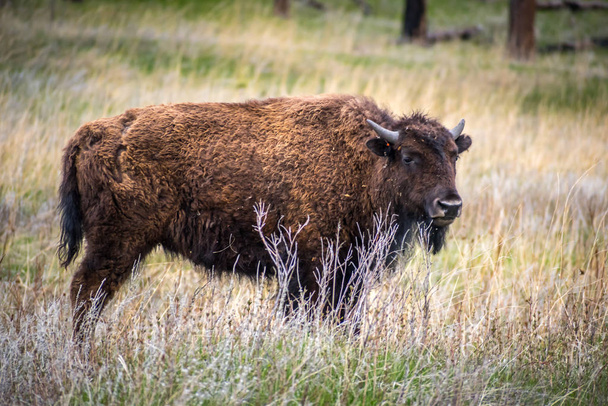 American Bison no campo de Custer State Park, Dakota do Sul
 - Foto, Imagem