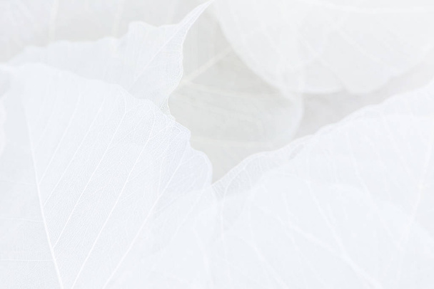 Primer plano de la estructura de fibra de hojas secas textura de fondo. Patrones celulares de hojas de esqueletos, ramas de follaje, venas de hojas abstractas de fondo otoñal para diseño creativo de pancartas o tarjetas de felicitación
 - Foto, imagen