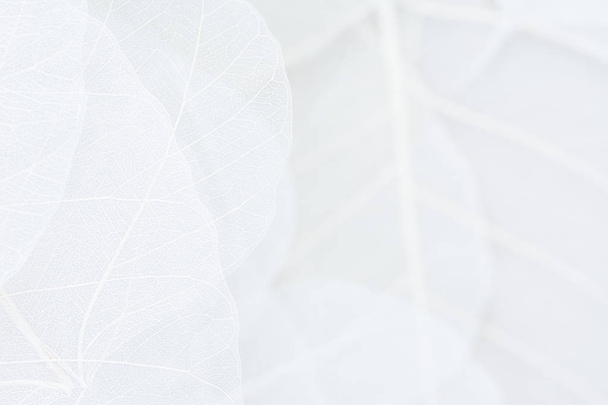 Primer plano de la estructura de fibra de hojas secas textura de fondo. Patrones celulares de hojas de esqueletos, ramas de follaje, venas de hojas abstractas de fondo otoñal para diseño creativo de pancartas o tarjetas de felicitación
 - Foto, Imagen