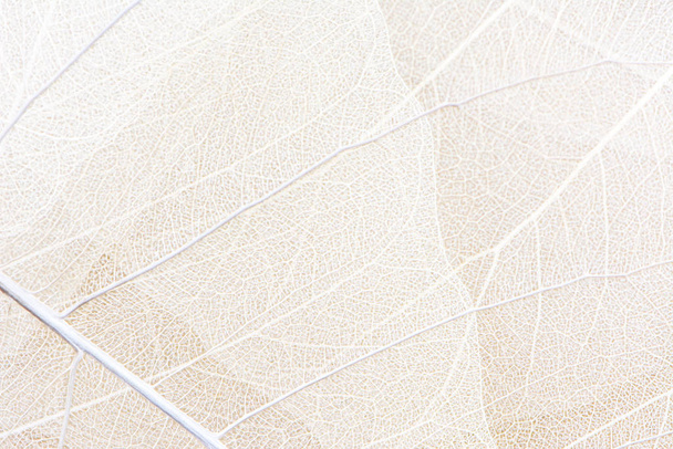 Nahaufnahme der Faserstruktur von trockenen Blättern Textur Hintergrund. Zellmuster von Skeletten Blättern, Blattzweigen, Blattadern abstrakten Herbst Hintergrund für kreative Banner-Design oder Grußkarte - Foto, Bild