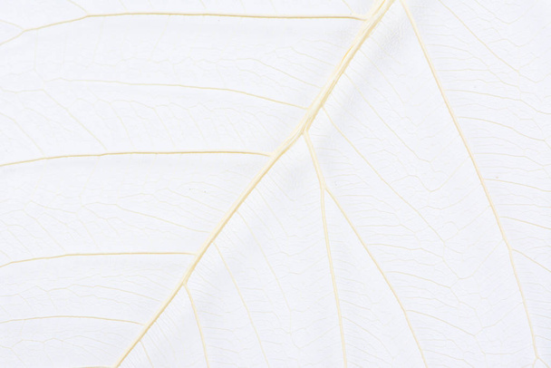 Detailní záběr struktury vlákniny ze suchých listů textury pozadí. Buněčné vzory listů koster, listové větve, Listové žíly abstraktní podzimní pozadí pro kreativní banner design nebo přání - Fotografie, Obrázek