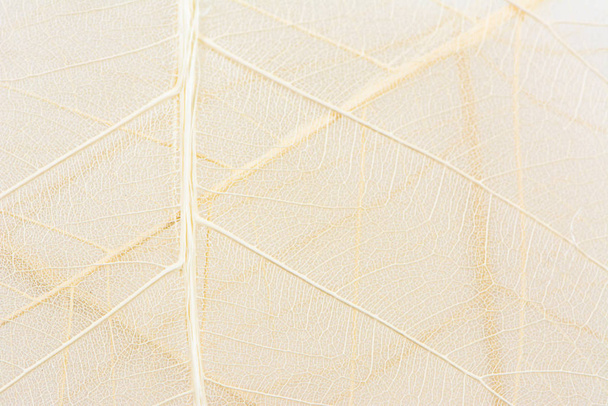 Közelről Fiber struktúra száraz levelek textúra háttér. Sejtminták csontváz levelek, lombozat ágak, Levél vénák elvont őszi háttér kreatív banner design vagy üdvözlő kártya - Fotó, kép