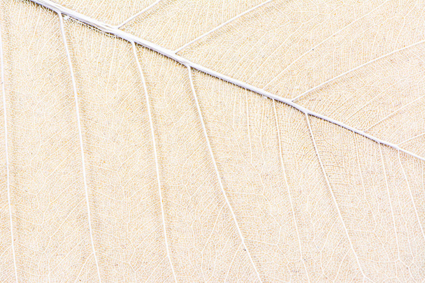 Zbliżenie struktury włókien suchych liści tekstury tła. Wzory komórek liści szkieletów, gałęzi liści, żyły liści abstrakt jesiennego tła dla kreatywnego projektowania banerów lub kartki okolicznościowej - Zdjęcie, obraz