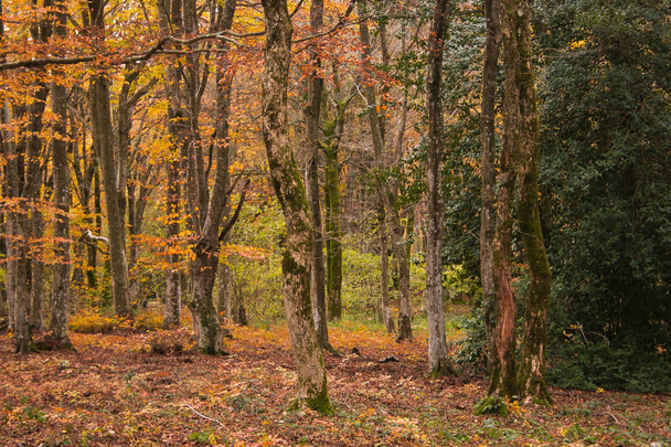 Italian forest  with autumn colors in Europe - Photo, Image