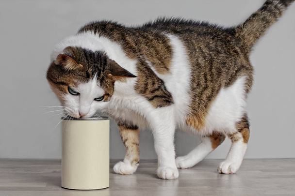 Nälkäinen välilehti kissa haistaa kissan ruokaa alumiinipurkissa kopioi tilaa oman suunnittelun
. - Valokuva, kuva