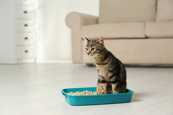 Tabby cat in litter box at home - Фото, изображение